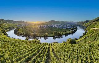 International Riesling - Outstanding and Under-appreciated
