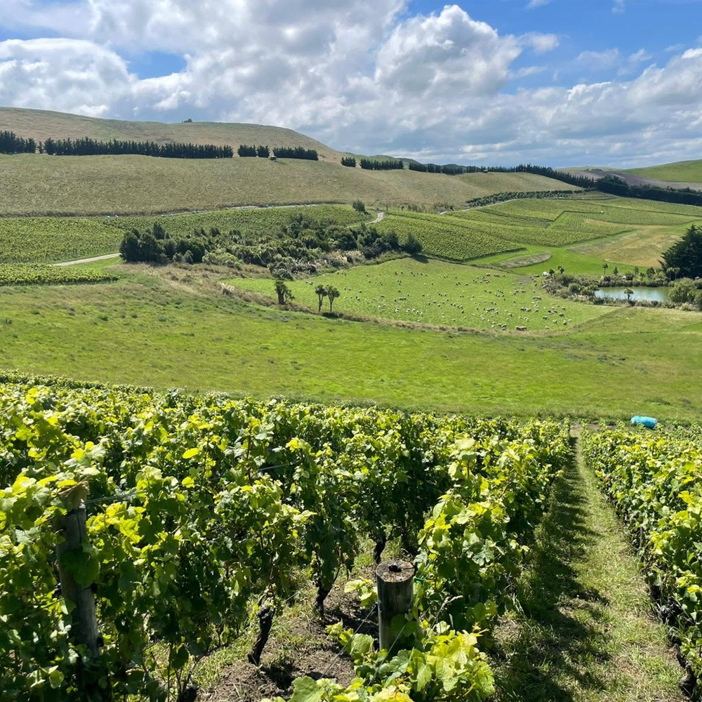Pyramid Valley Vineyards Dinner - A New Zealand Fine Wine Story
Auckland 13th May 2027 6